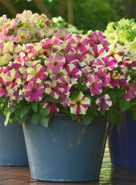 2株直立矮牵牛种苗阳台庭院室内外爆花盆栽易种活花苗易种活冬季