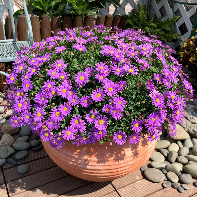 3株姬小菊盆栽小苗种子苗带花苞大重瓣垂吊四季开花阳台庭院冬季