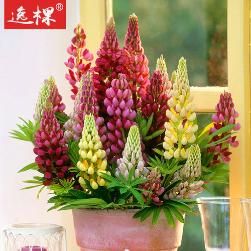 羽扇豆花苗阳台庭院四季种盆栽