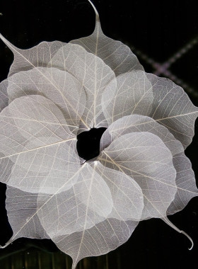 diy书签茶漏押花装饰画菩提叶