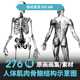Human Anatomy男女艺用人体结构解剖学骨骼肌肉表现绘画美术素材