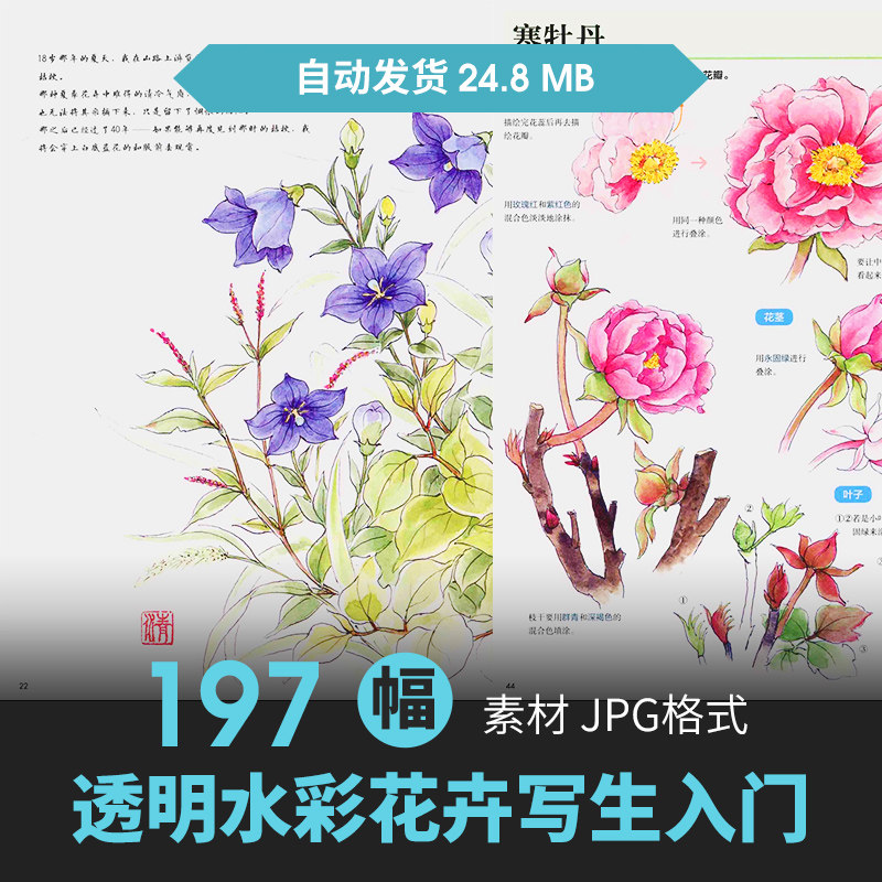 水彩花卉绿植手绘教程多肉植物手绘色彩线稿上色临摹技法插画素材