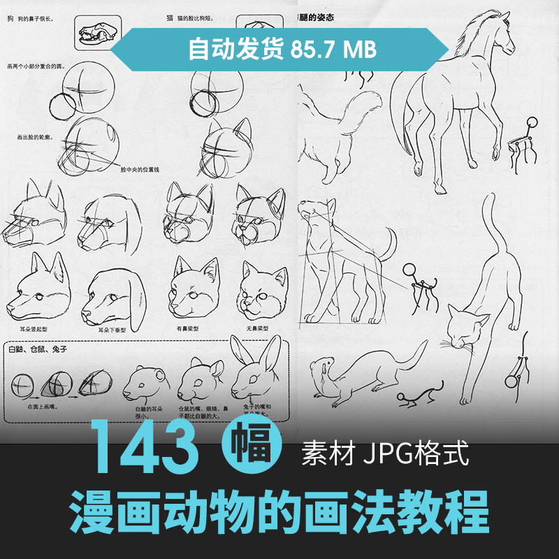 动物画法基础教程生物动态结构肌肉骨骼骨架绘画线稿手绘参考素材 商务/设计服务 设计素材/源文件 原图主图