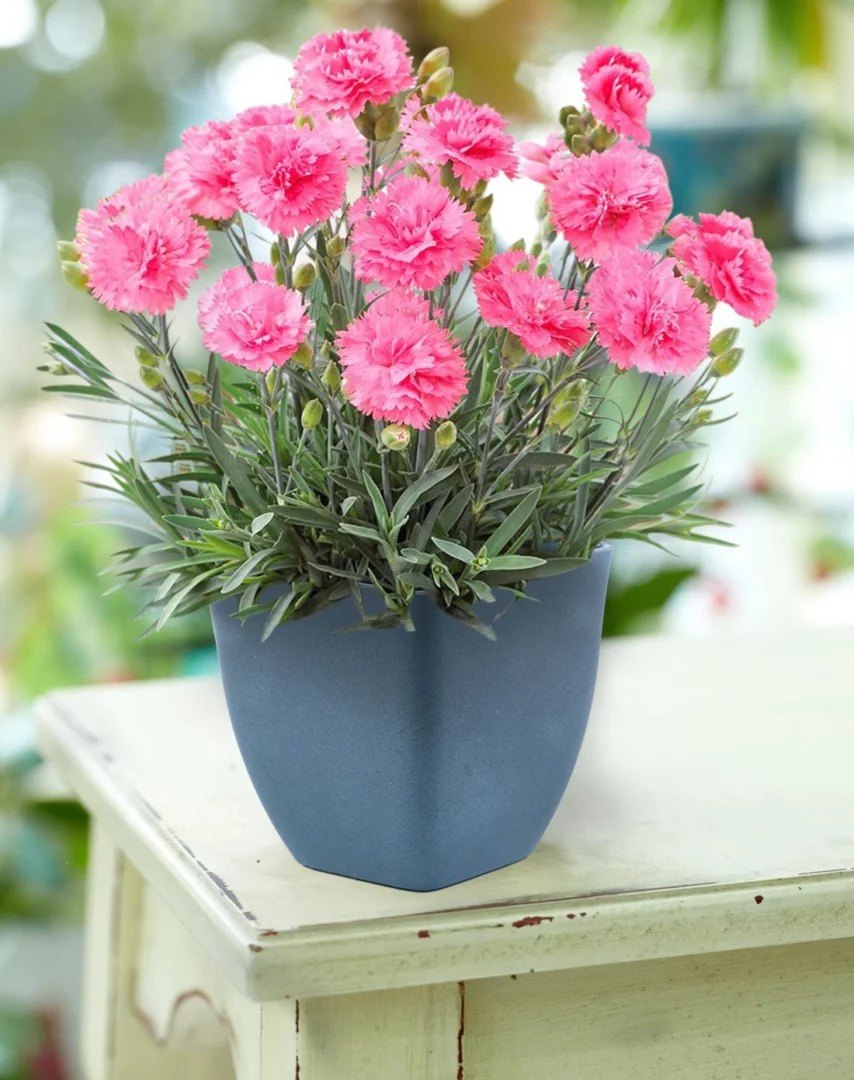 自己种植康乃馨小盆栽办公室卧室浴室窗台植物小景