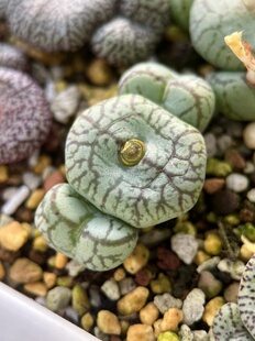 肉锥杂交多肉包邮