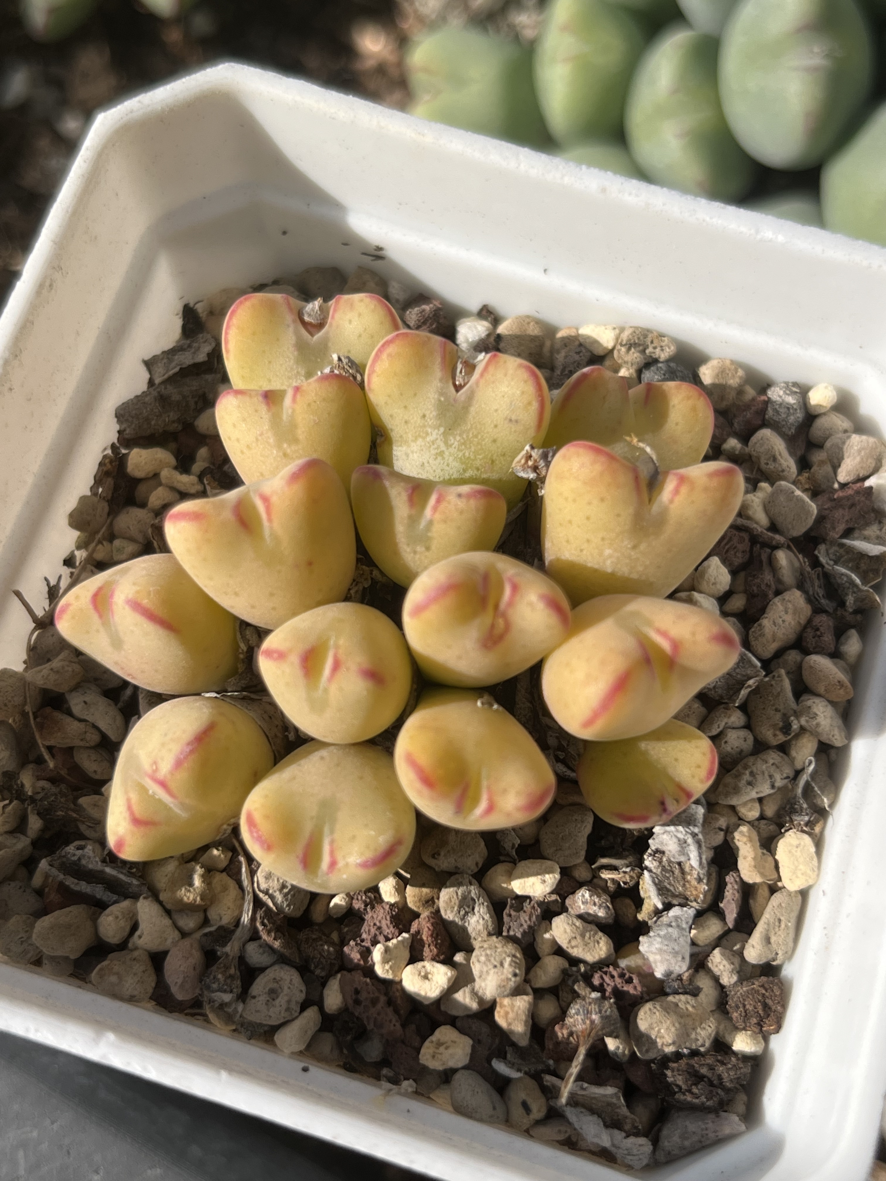 黄少将肉锥15头群生包邮