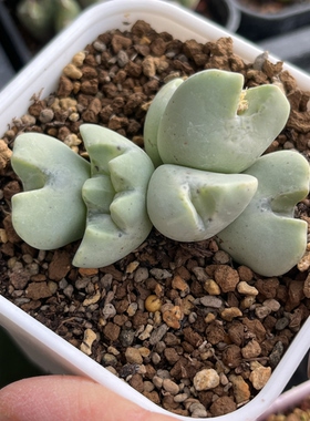 变异肉锥非少将包邮夜花种