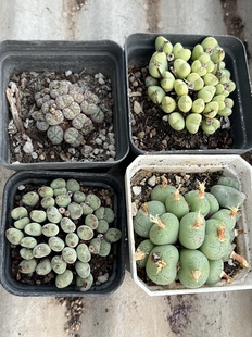 打包肉锥 盆口7cm 包邮