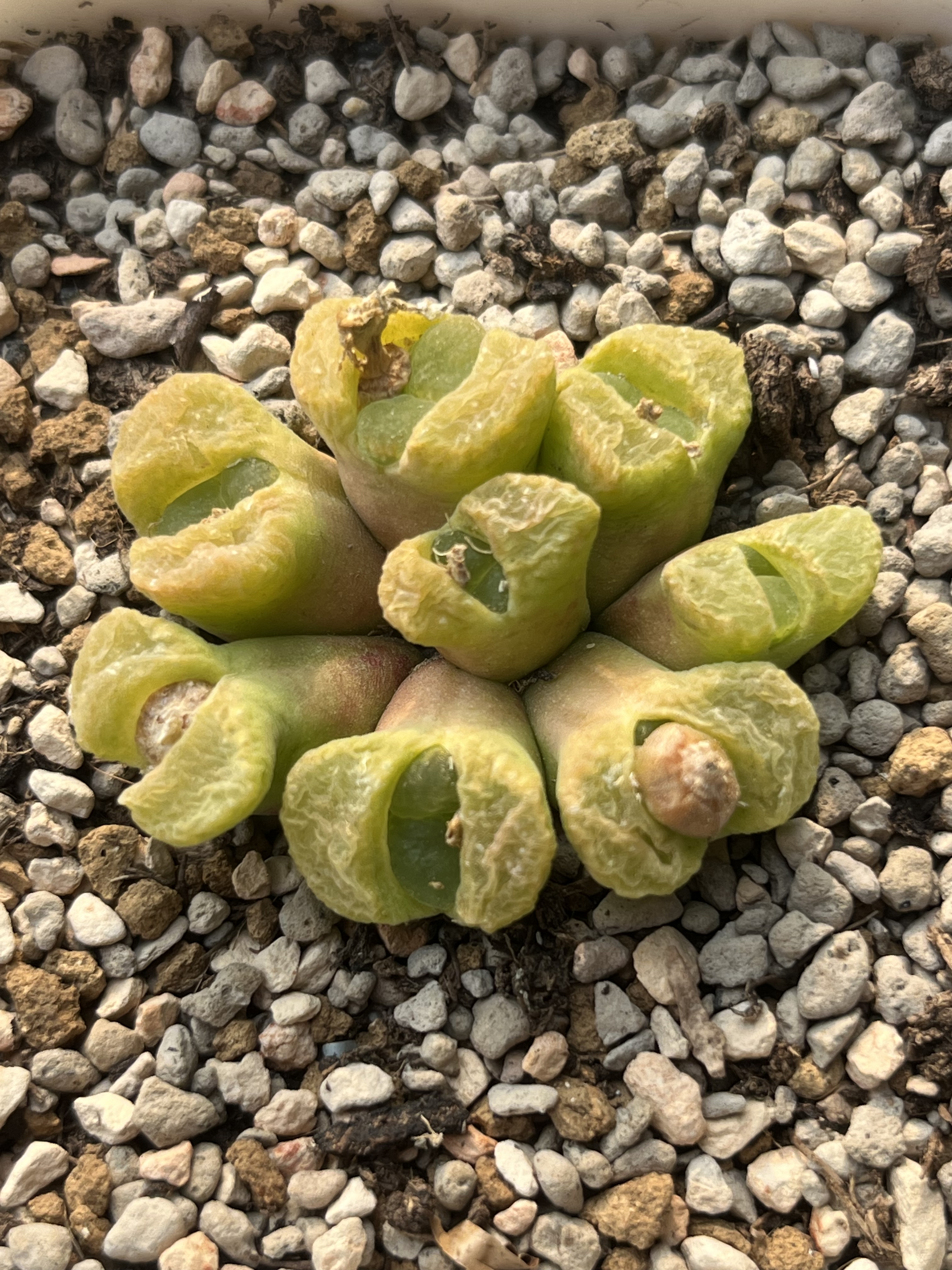 风铃群生8头肉锥