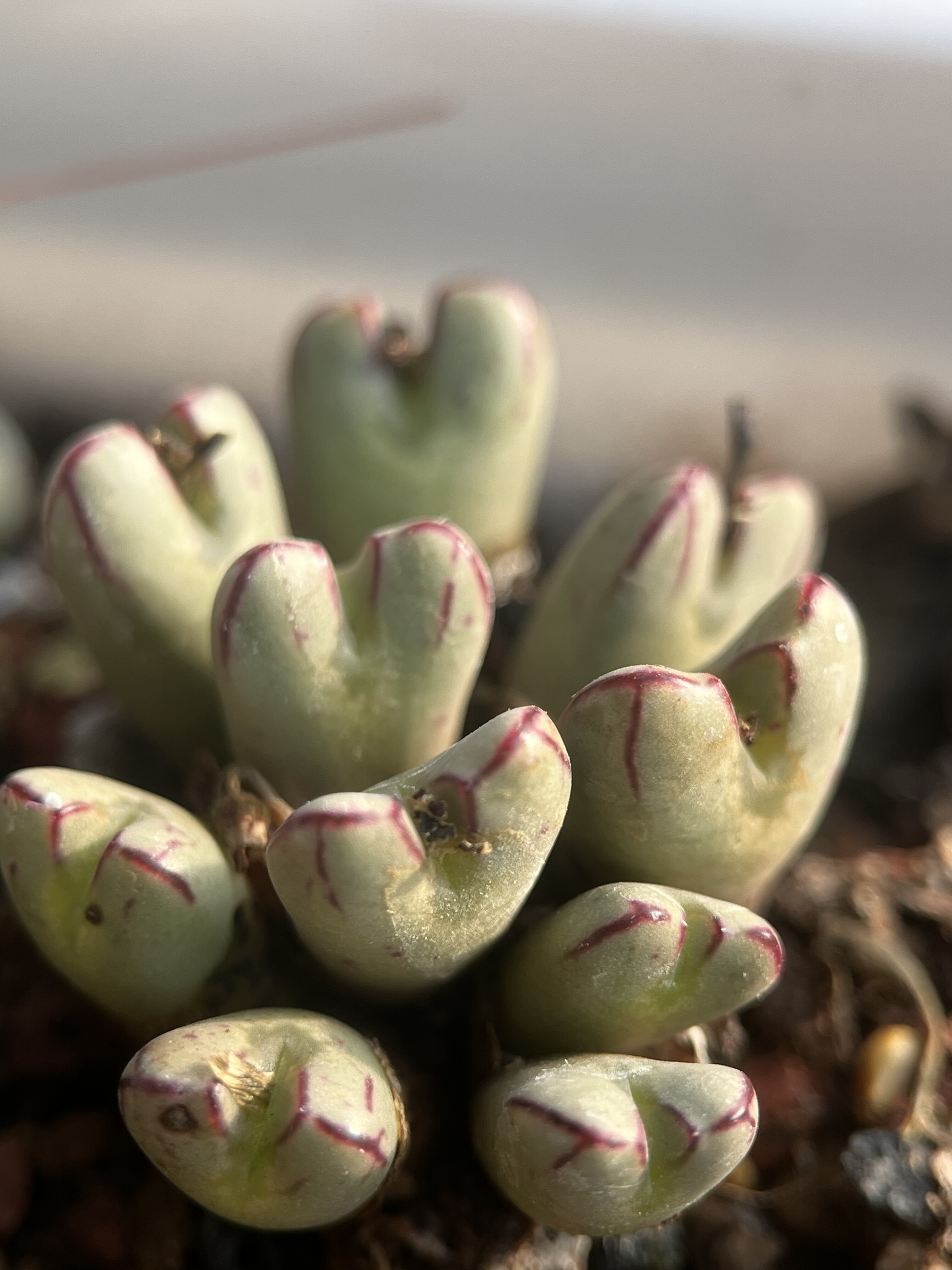 群生杂交肉锥包邮