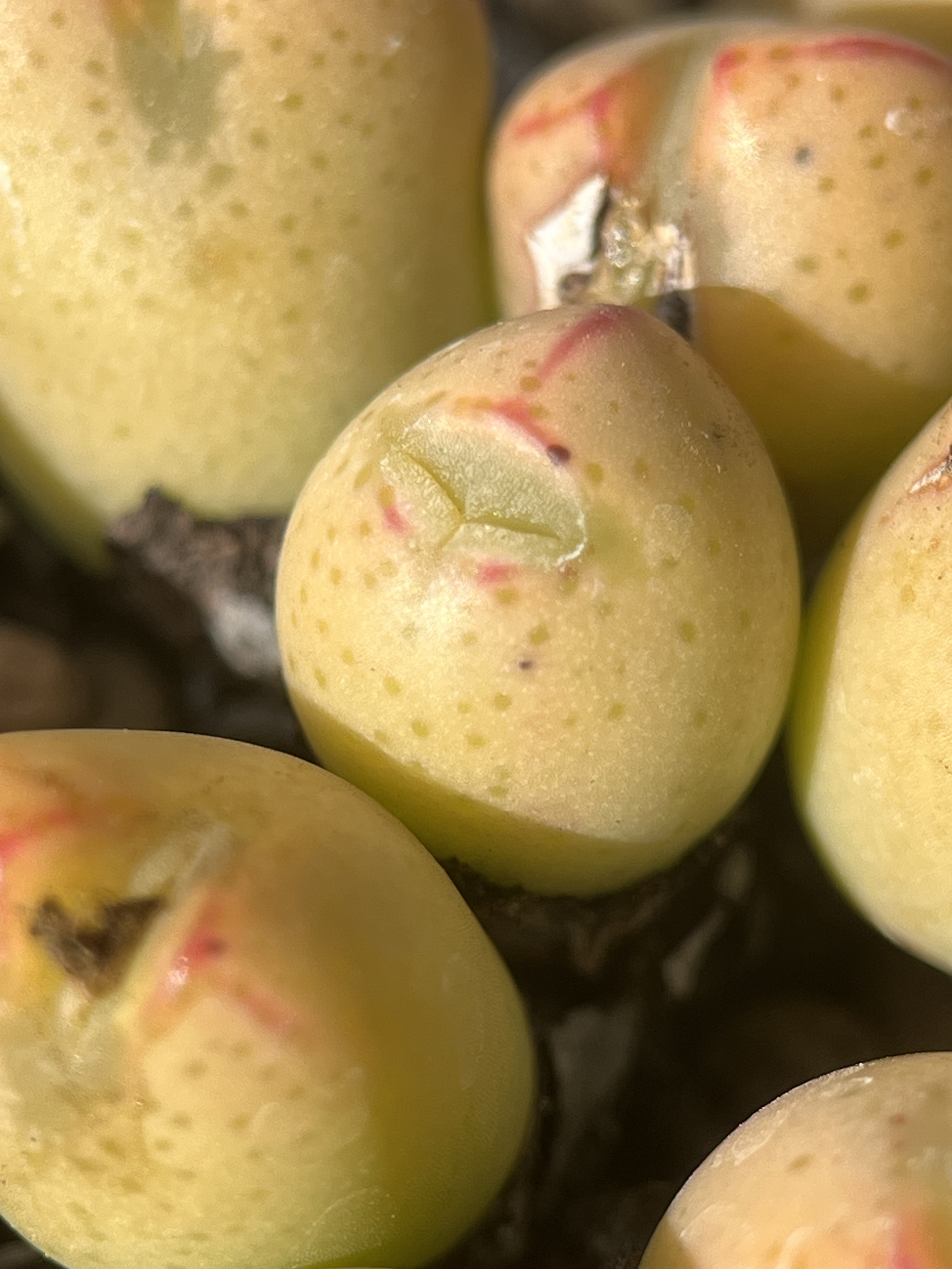 黄少将肉锥13头群生包邮