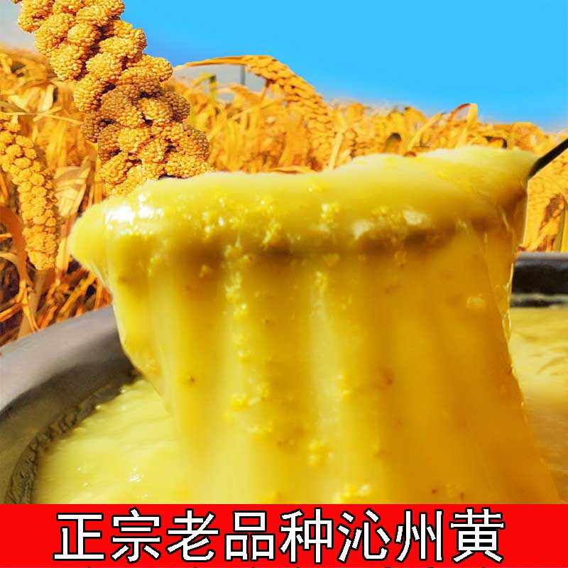油小米五斤山西沁州黄小米粟米黄小米忻州黄小米山西黄小米