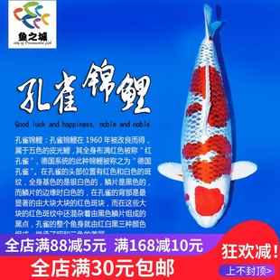 孔雀锦鲤红白金银松叶锦鲤冷水淡水观赏鱼活鱼金鱼好养鲤鱼纯种鱼