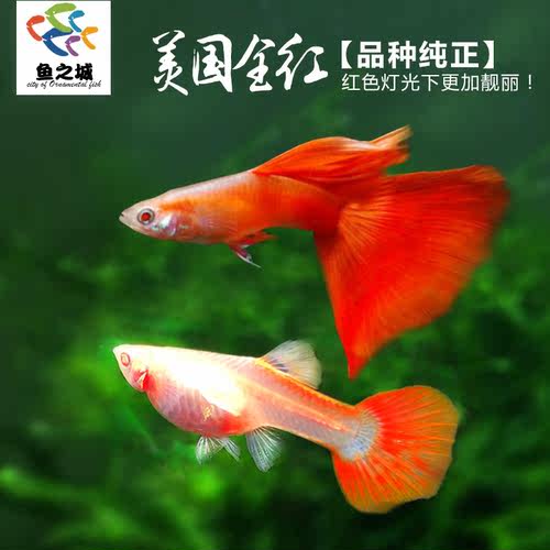 活体纯种美国孔雀鱼