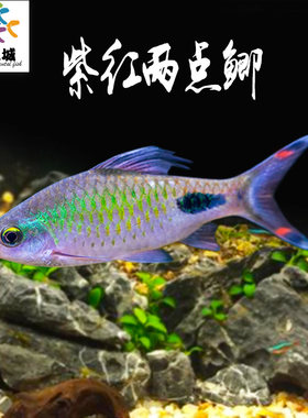 紫红两点鲫热带鱼草缸小型鱼