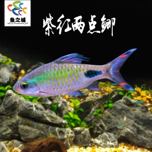 紫红两点鲫热带鱼观赏鱼彩虹钻石鲫黑影道人淡水草缸小型鱼活体