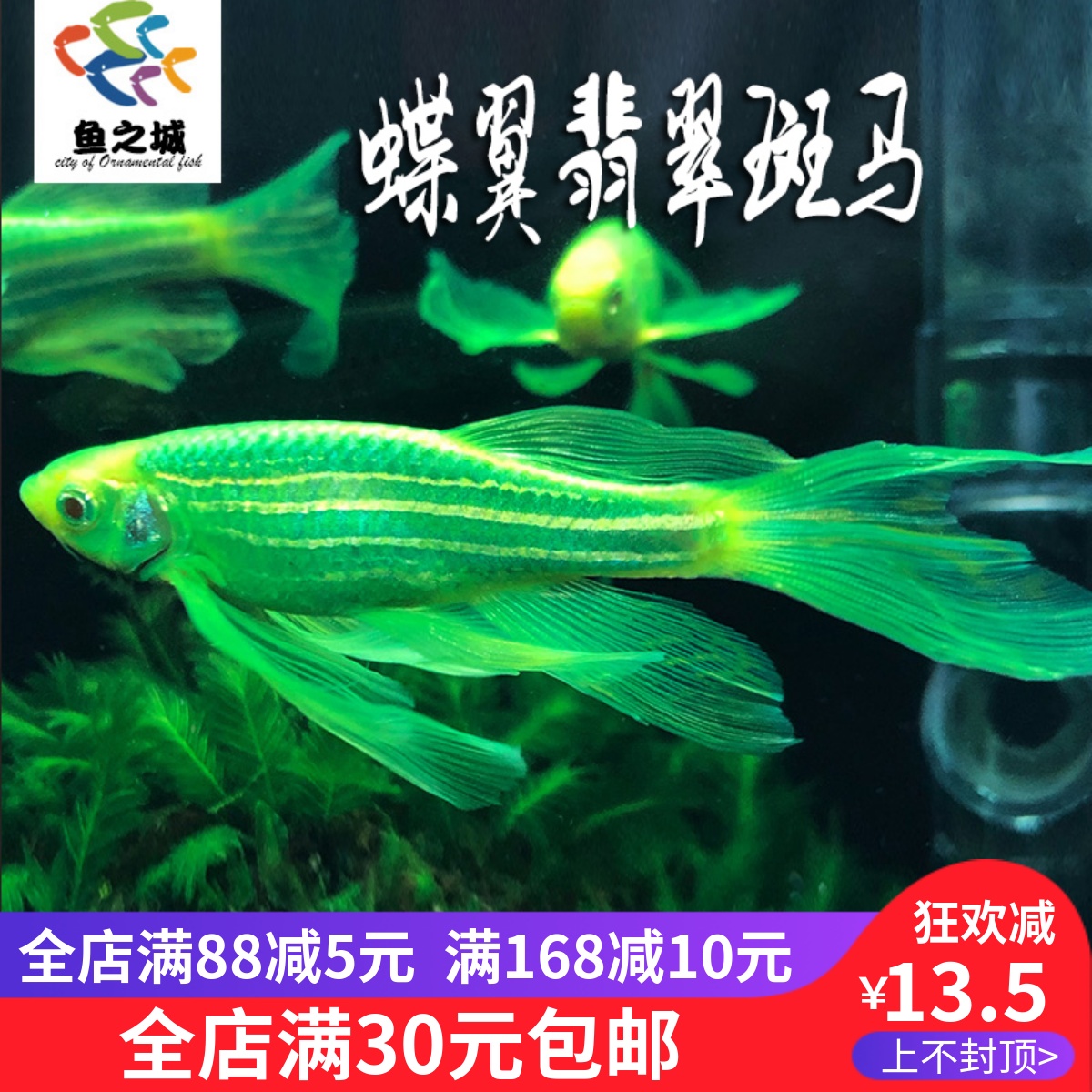 鱼之城蝶翼翡翠斑马长尾翠绿荧光斑马蓝条花条鱼耐低温热带观赏鱼