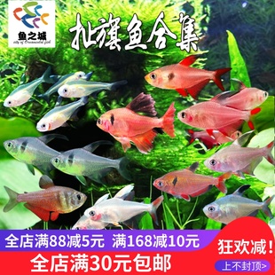 扯旗鱼红勾旗黑尾大勾玫瑰芙蓉扯旗灯鱼小型热带观赏鱼草缸群游鱼