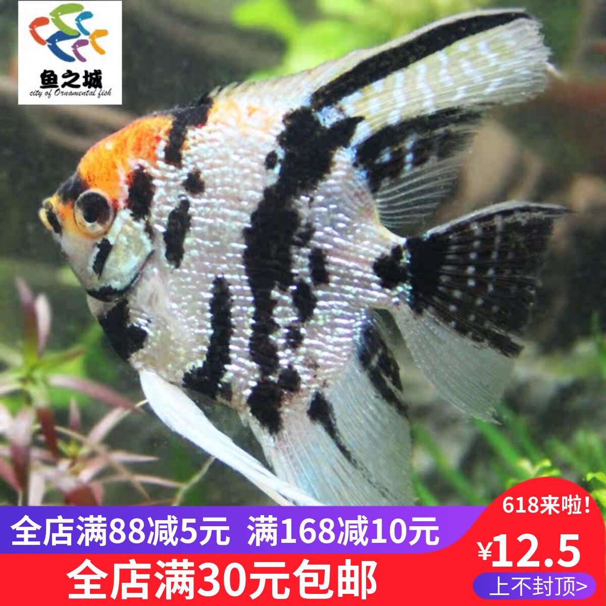 神仙鱼神仙鱼活体 三色神仙红头三色神仙鱼活体三色神仙鱼燕鱼