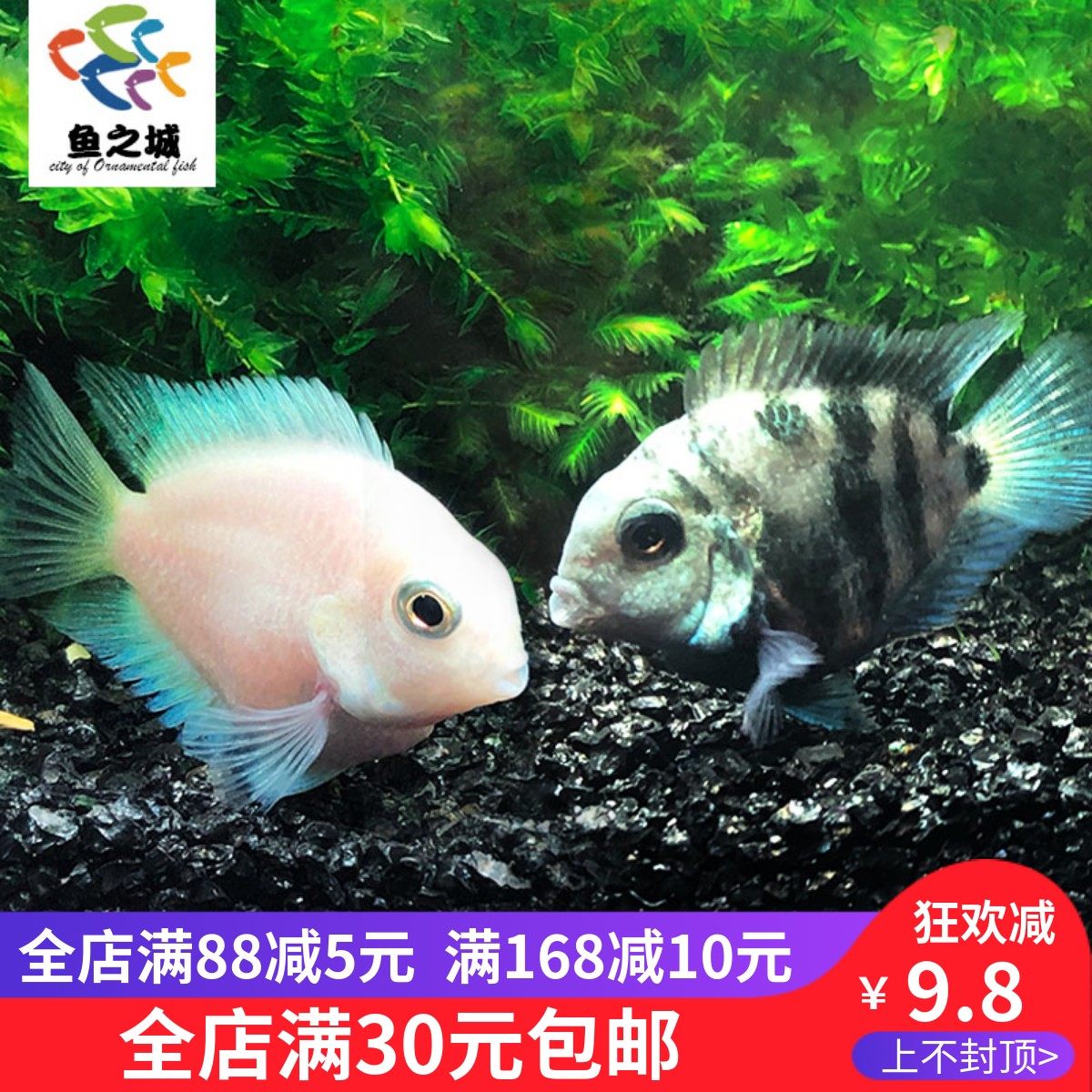 鱼之城迷你鹦鹉鱼宝蓝迷你鹦鹉白色迷你白鹦鹉热带好养观赏鱼活体