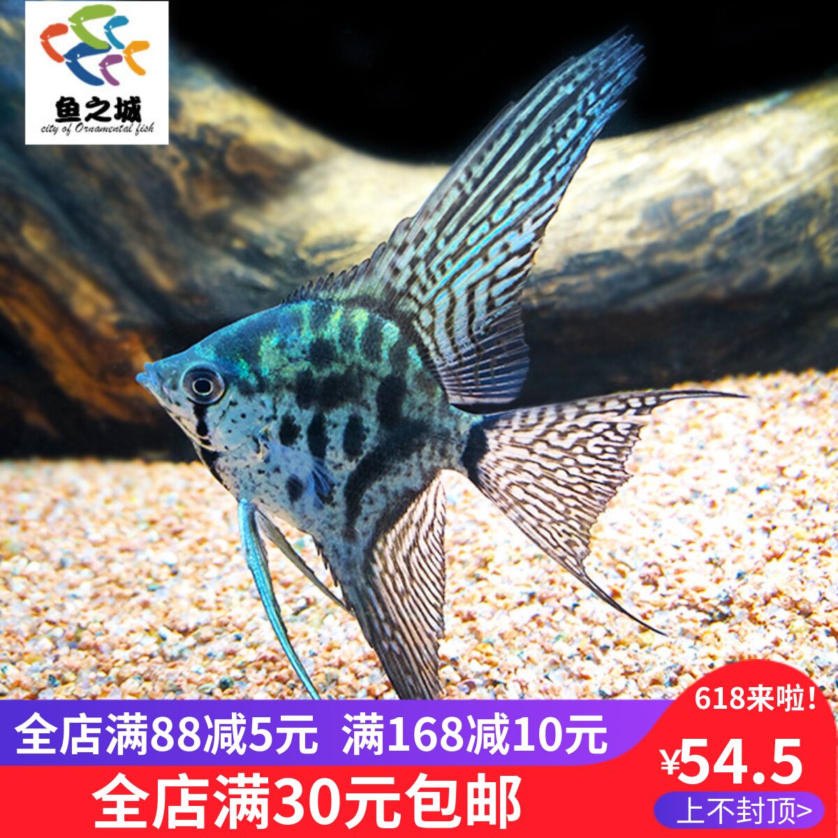 长翅麒麟豹点仙水族鱼缸观赏鱼热带鱼淡水秘鲁神仙鱼孔雀鱼斑马鱼
