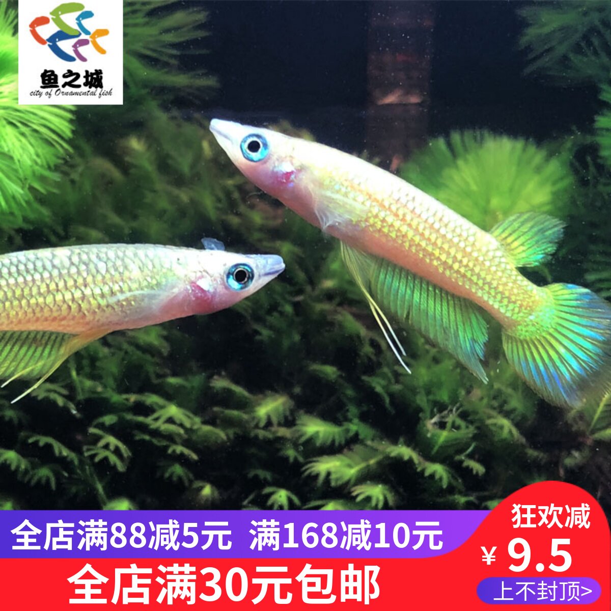 鱼之城印度小金龙鳉鱼黄金鳉花鳉lin鳉线纹单唇鳉热带观赏鱼活体