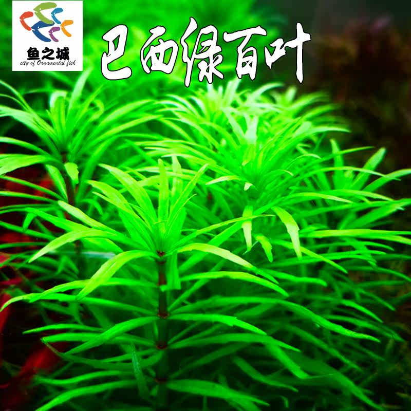 水草巴西绿百叶草水族鱼缸造景观赏稀有好看易活宫廷草活体真水草