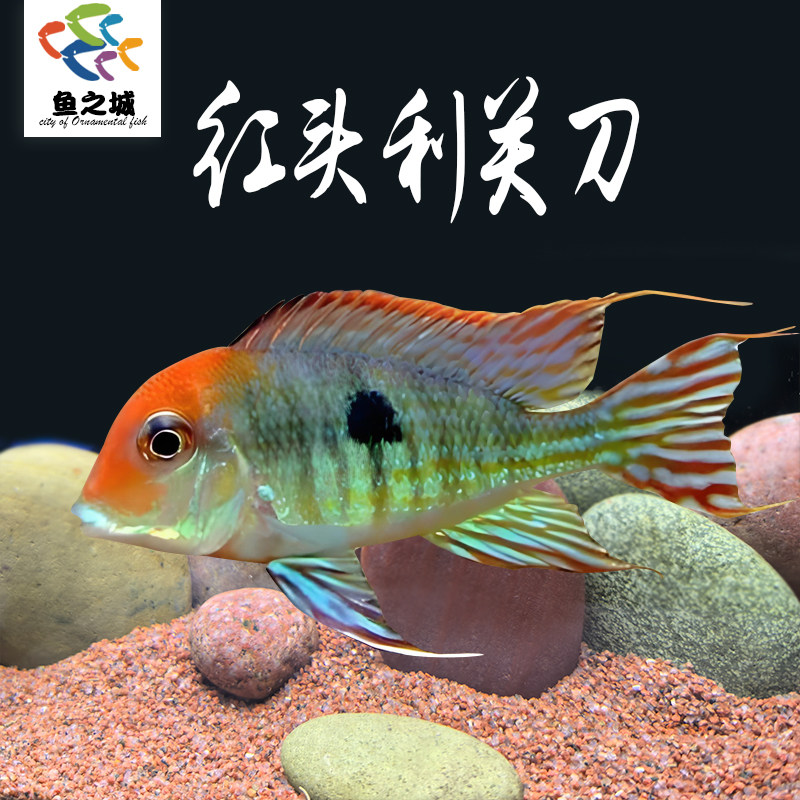 红头力关刀鱼食土鲷清洁鱼热带淡水观赏鱼圣塔伦月光白子关刀鱼,宠物/宠物食品及用品,鱼,淘宝优惠券,粉丝福利购,淘宝优惠卷