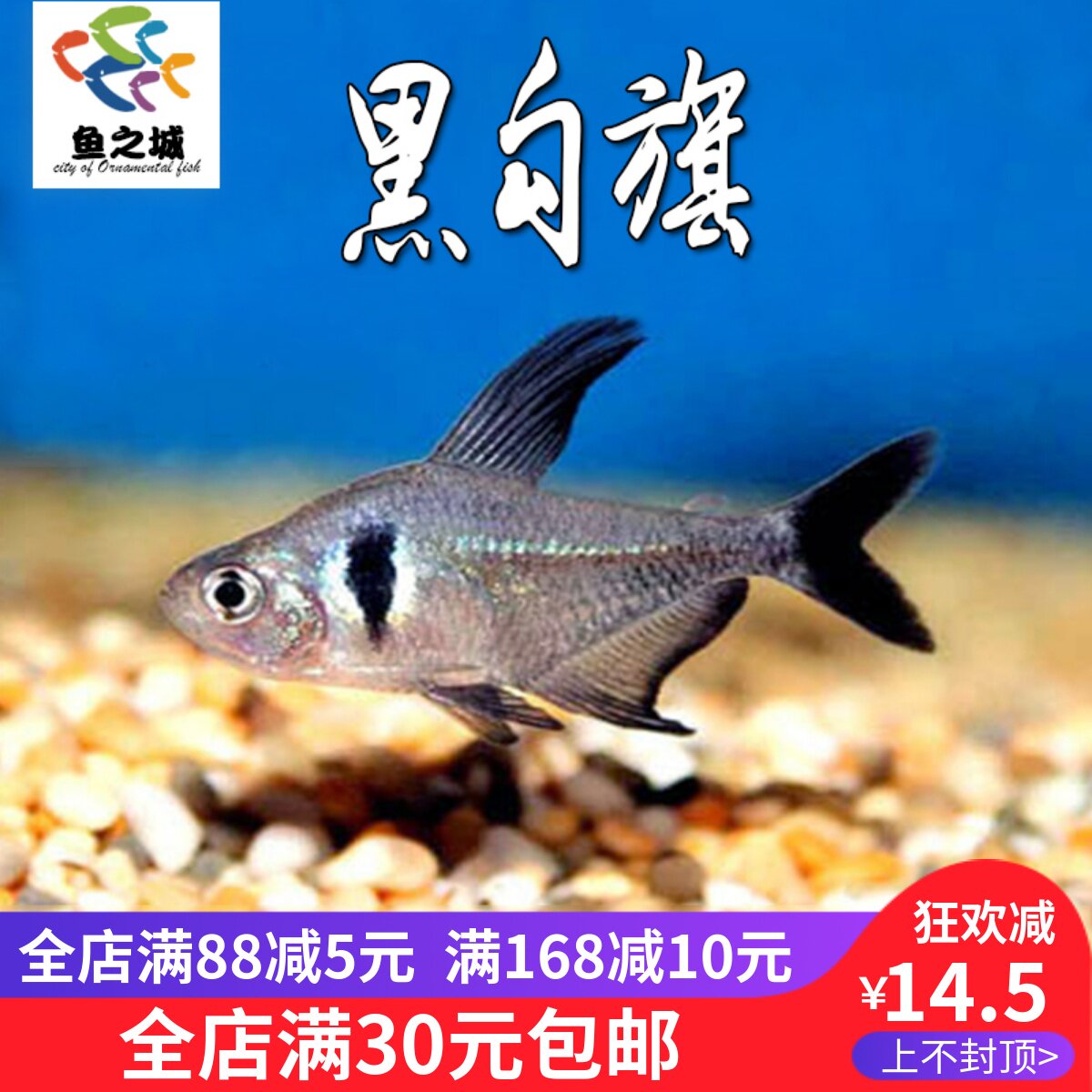 灯鱼黑勾旗鱼黑扯旗鱼黑旗鱼大鳍魮脂鲤群游鱼新黑勾旗鱼热带鱼