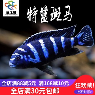 特蓝斑马鱼三湖慈鲷鱼活鱼水族鱼缸观赏鱼热带鱼淡水岩栖类坦鲷鱼