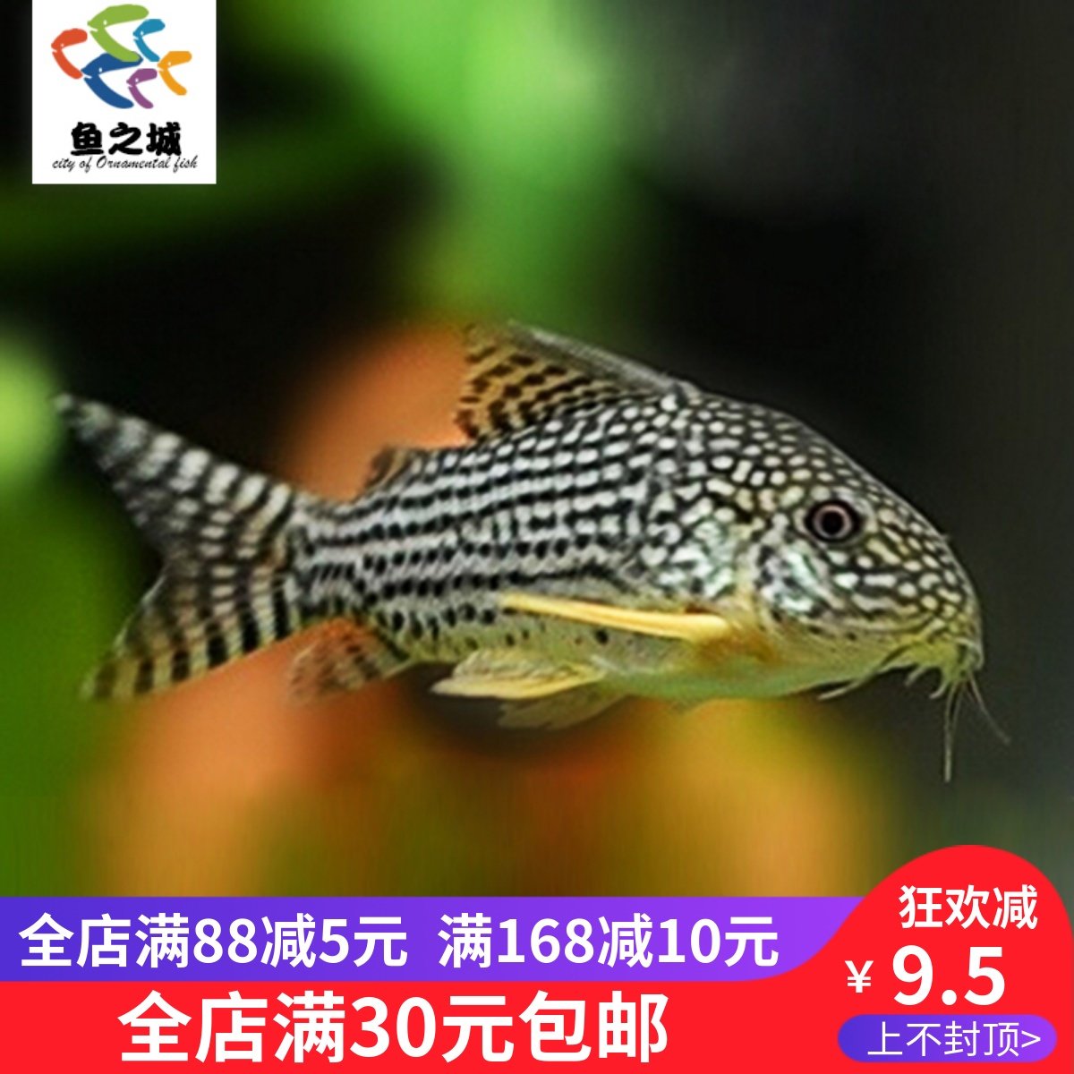 珍珠鼠珍珠鼠鱼珍珠鼠鱼活体珍珠鼠活体老鼠鱼活体热带观赏鱼活体