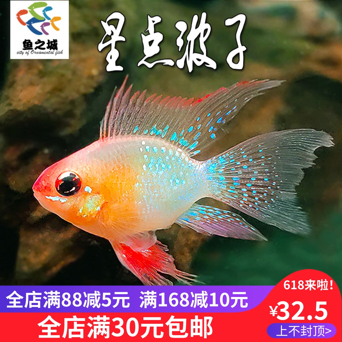 星点波子鱼短鲷鱼水族鱼缸热带鱼观赏鱼皮卡丘阿凡达金波子淡水