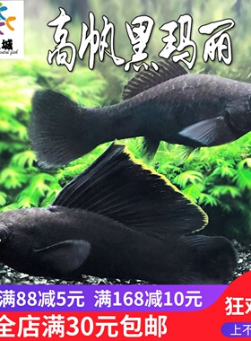 胎生鱼高帆黑玛丽大帆黑么大帆黑玛丽公母配对黑色系产崽生仔鱼