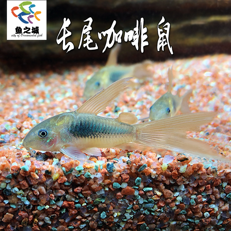 长尾咖啡鼠鱼水族鱼缸观赏鱼清洁工具鱼清道夫底栖鱼淡水孔雀鱼-封面