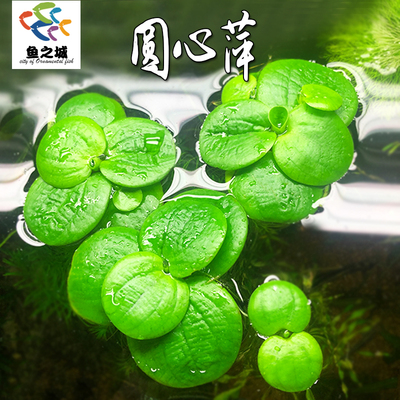 圆心萍浮萍水草净化水质鱼缸布景