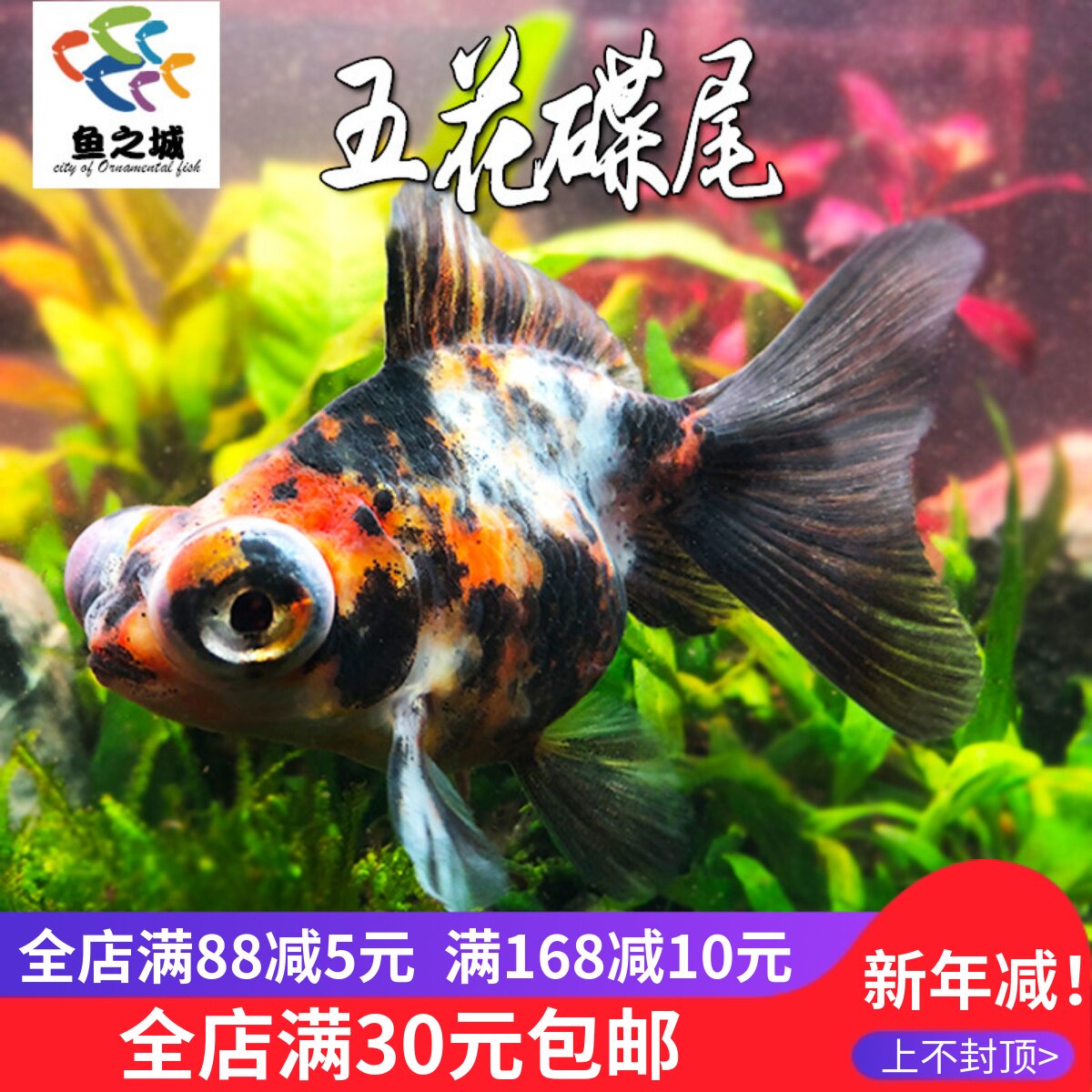 五花碟尾金鱼观赏鱼水族活体淡水冷水鱼新手好养练手兰寿锦鲤包活