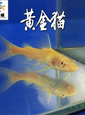 黄金猫金丝猫招财猫大型热带鱼新手鱼好养观赏鱼淡水鱼混养龙鱼
