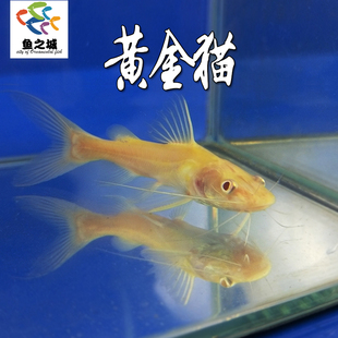 黄金猫金丝猫招财猫大型热带鱼新手鱼好养观赏鱼淡水鱼混养龙鱼