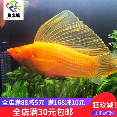 胎生鱼热带鱼鱼之城高帆金玛丽