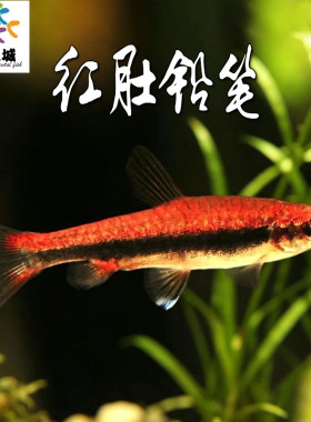 红肚铅笔灯鱼草缸群游鱼新手淡水