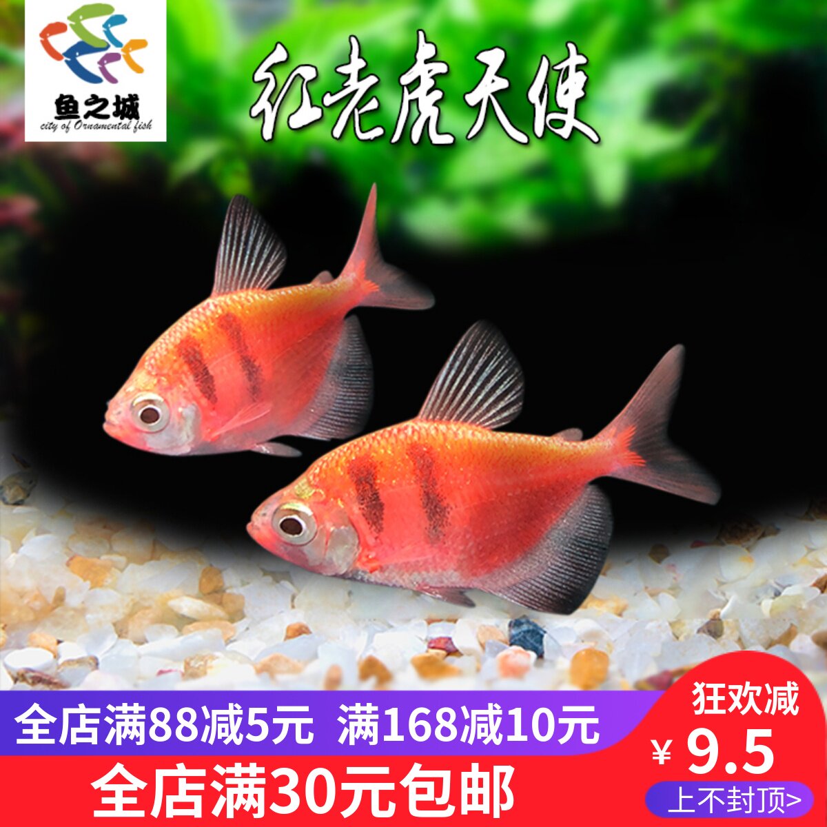 红老虎天使五彩裙鱼好养活体观赏鱼淡水鱼染色练手热带鱼虎皮鱼