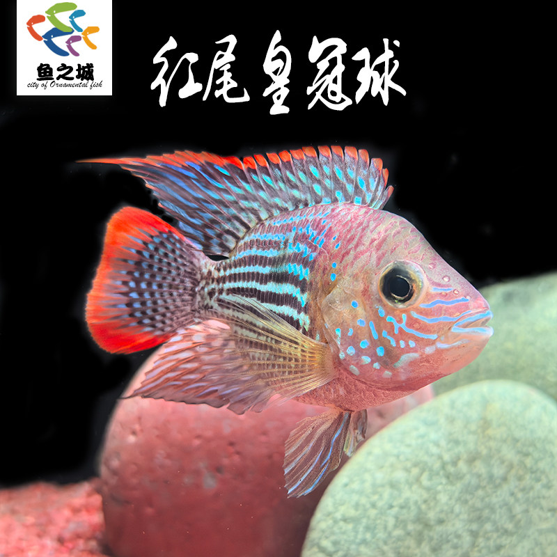红尾皇冠球慈鲷鱼热带淡水鱼图片