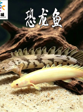 恐龙鱼淡水大型鱼配鱼观赏鱼