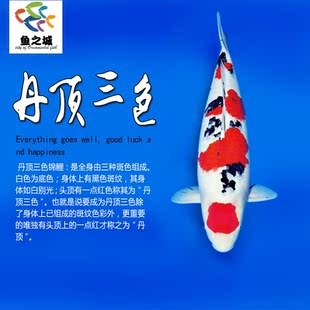 丹顶三色锦鲤活体淡水观赏鱼黄金锦鲤活鱼金鱼小型纯种草金好养