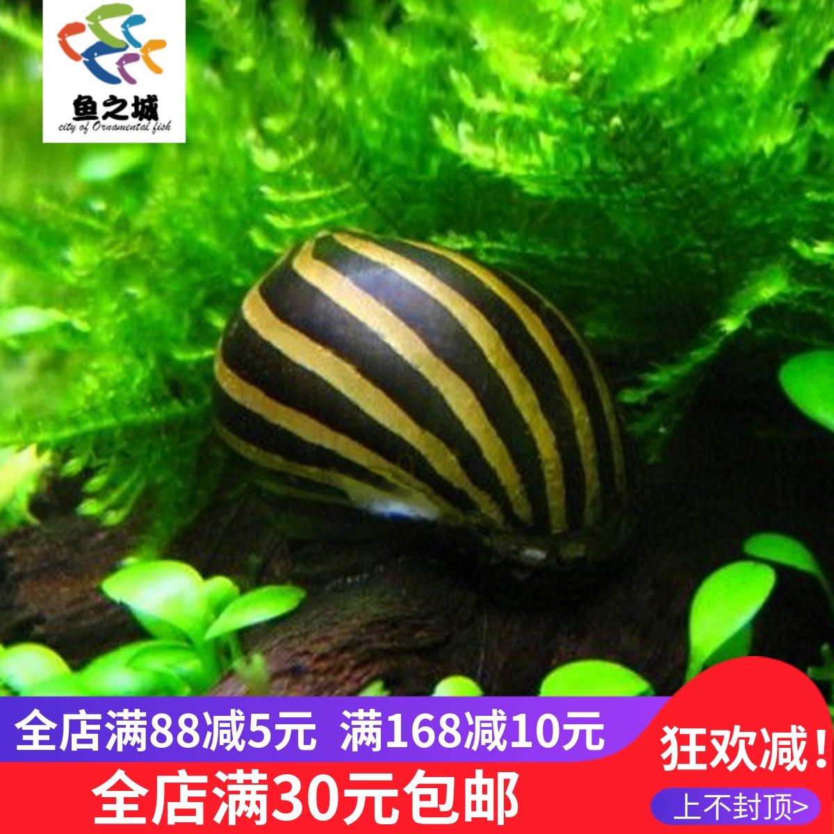 斑马螺活体观赏鱼缸除藻西瓜虎纹