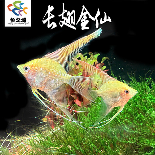 长翅金仙神仙鱼热带淡水观赏鱼