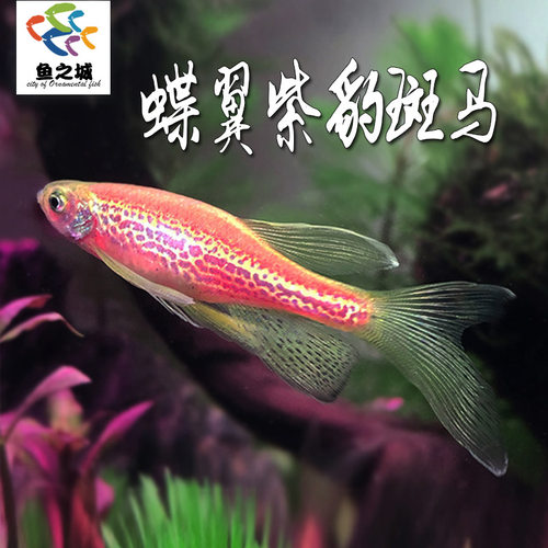 蝶翼紫豹斑马鱼长尾紫仙子鱼