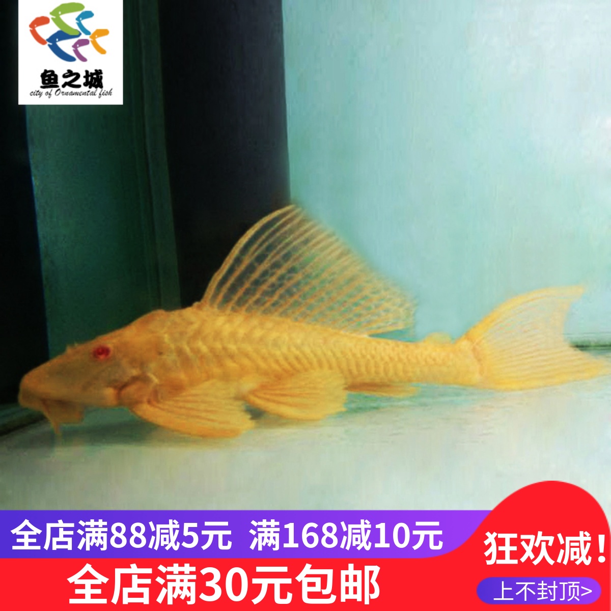 红眼女王清道夫清洁鱼