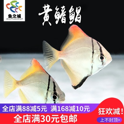 黄鳍鯧观赏鱼热带鱼群游鱼