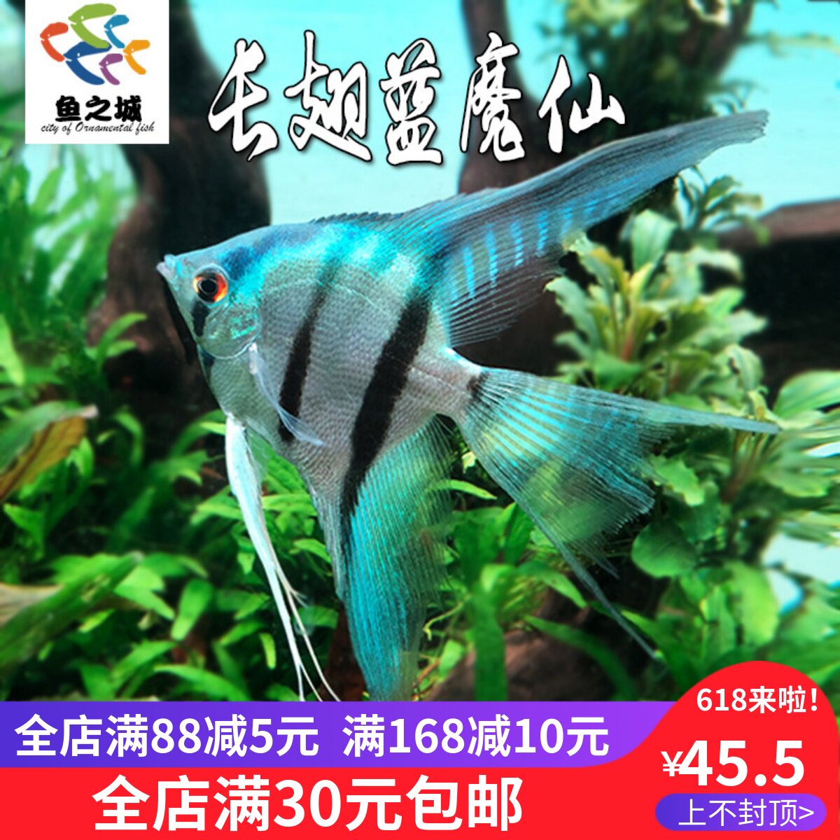 长翅蓝魔仙神仙鱼水族鱼缸观赏鱼热带鱼淡水燕鱼混养孔雀鱼天使鱼